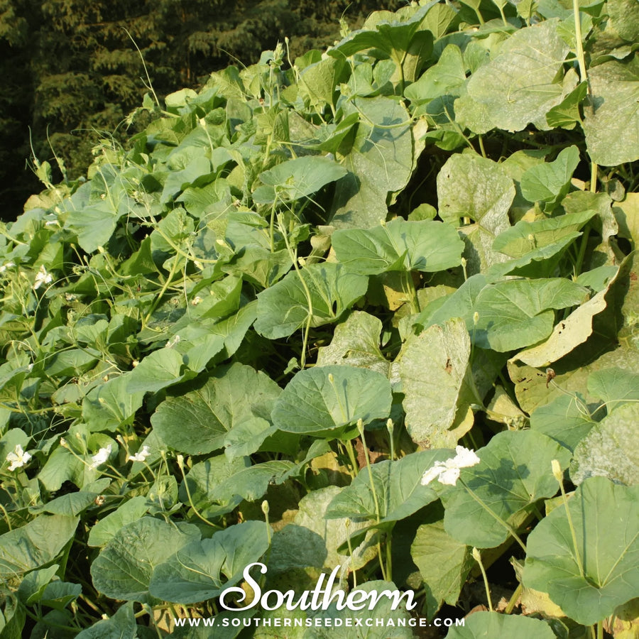 Dipper Gourd