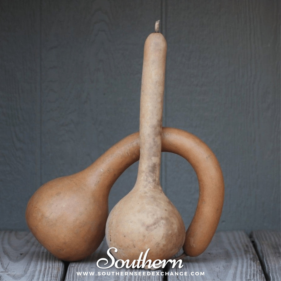 Dipper Gourd