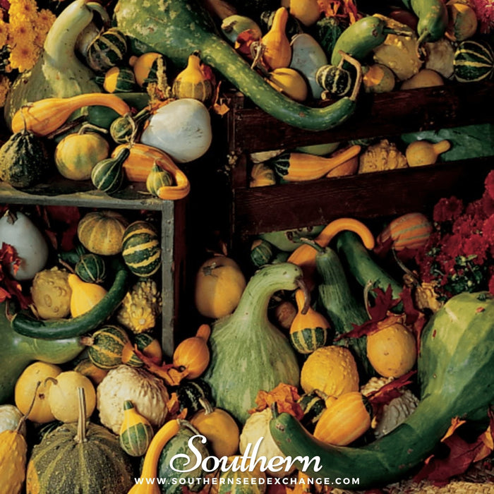 Large & Small Mix Gourds