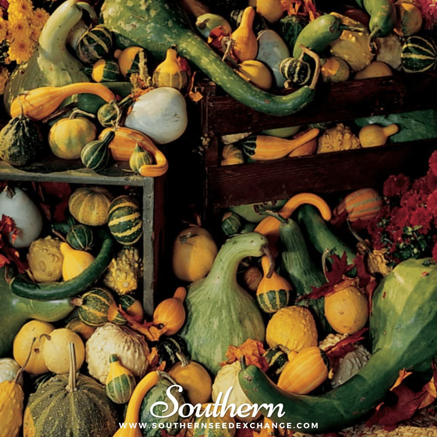 Large & Small Mix Gourds