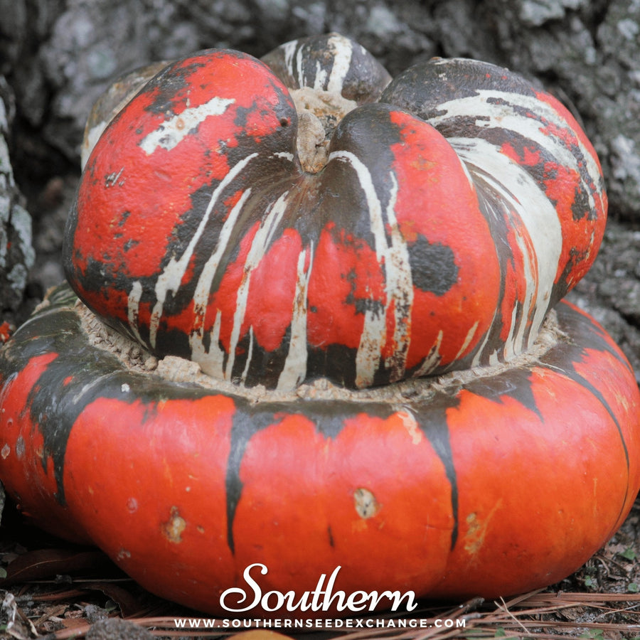 Turks Turban Gourd