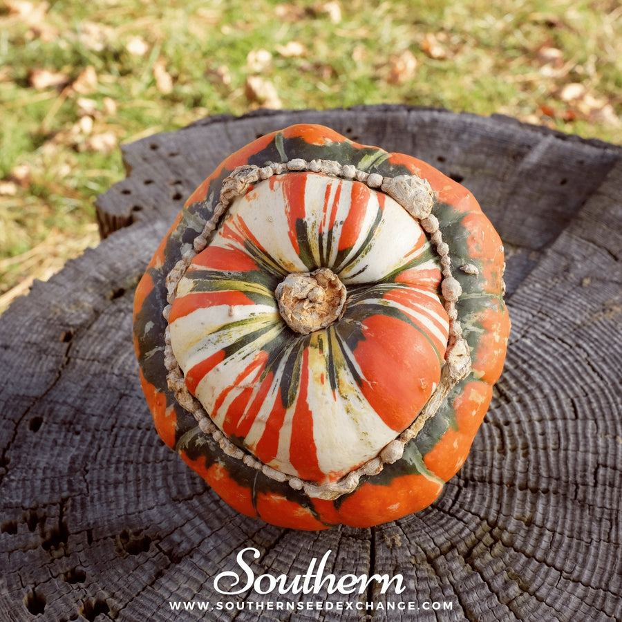 Turks Turban Gourd