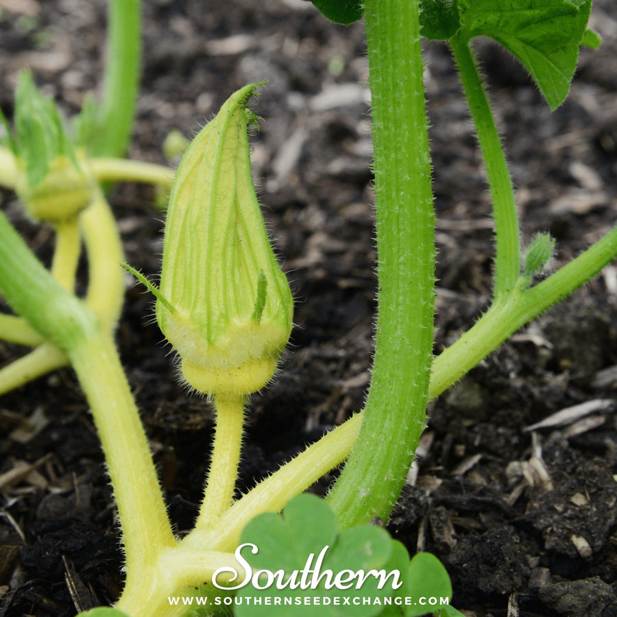 Turks Turban Gourd