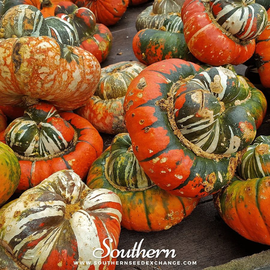 Turks Turban Gourd
