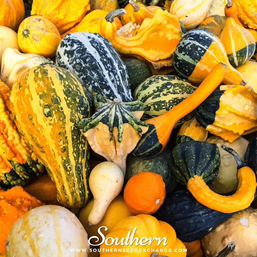 Large Gourd Mix
