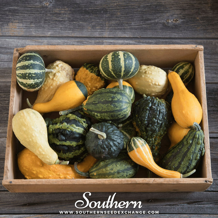 Small Gourd Mix