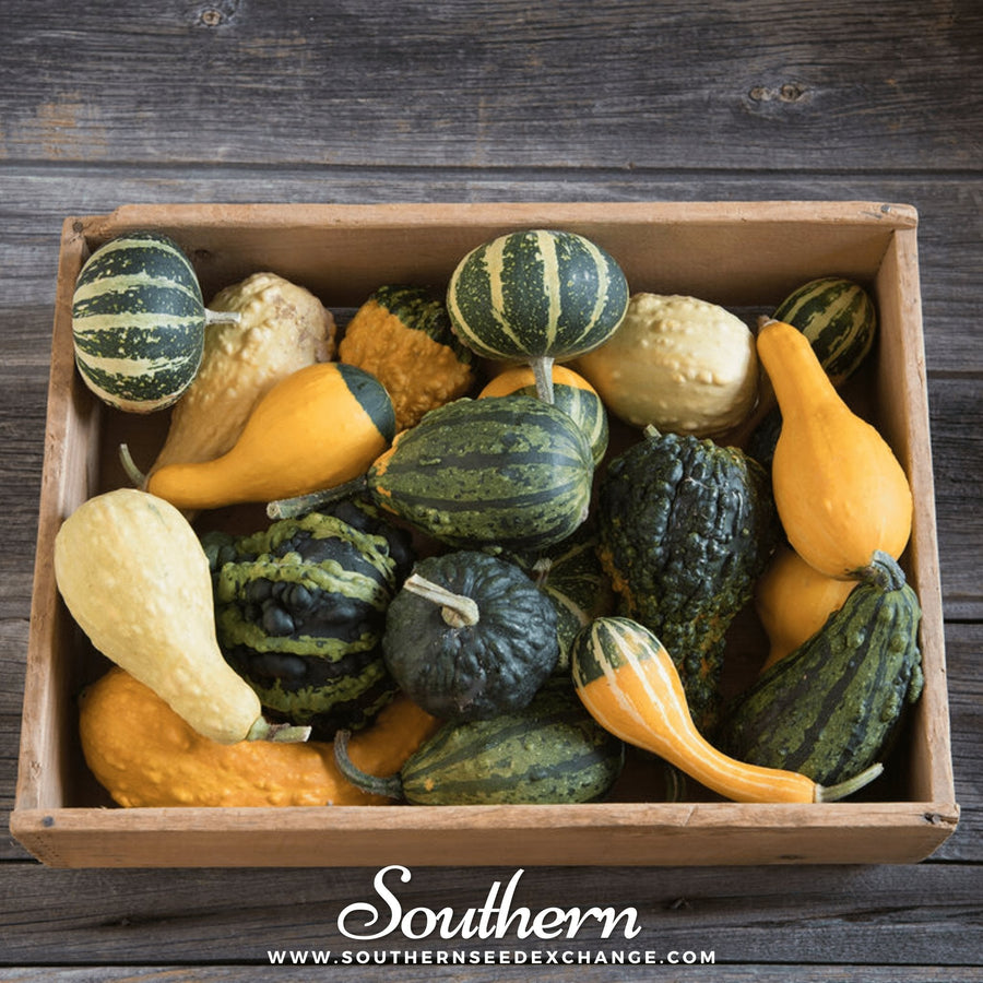 Small Gourd Mix