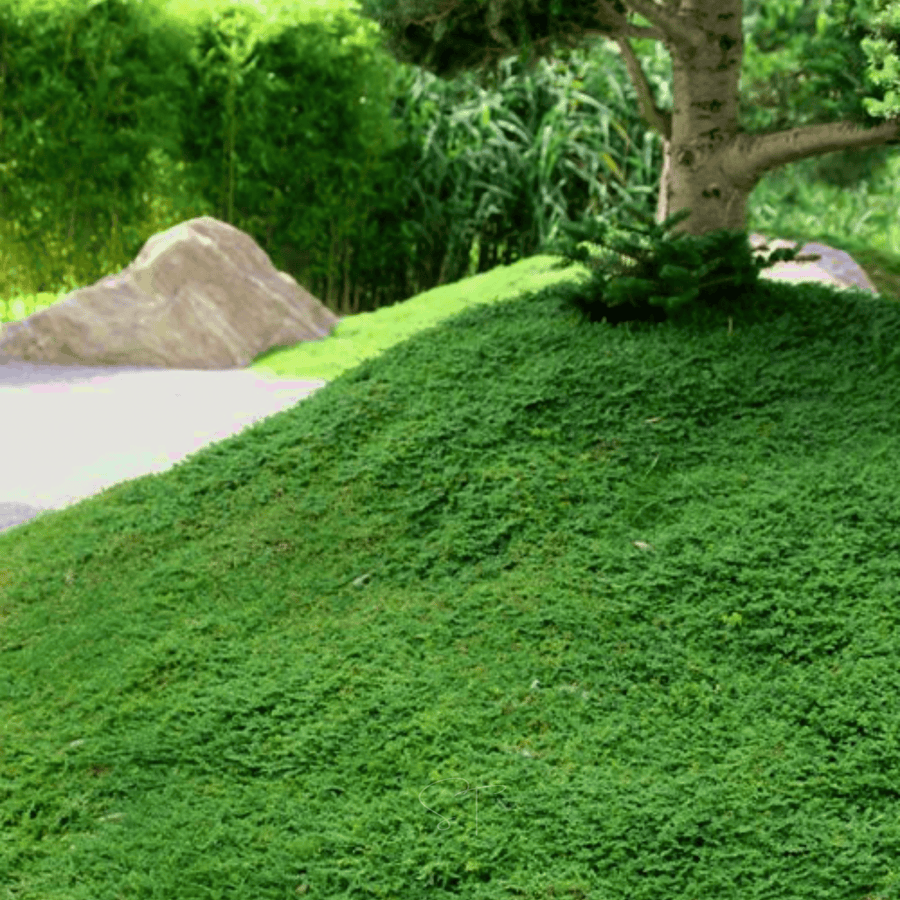 Green Carpet Rupturewort