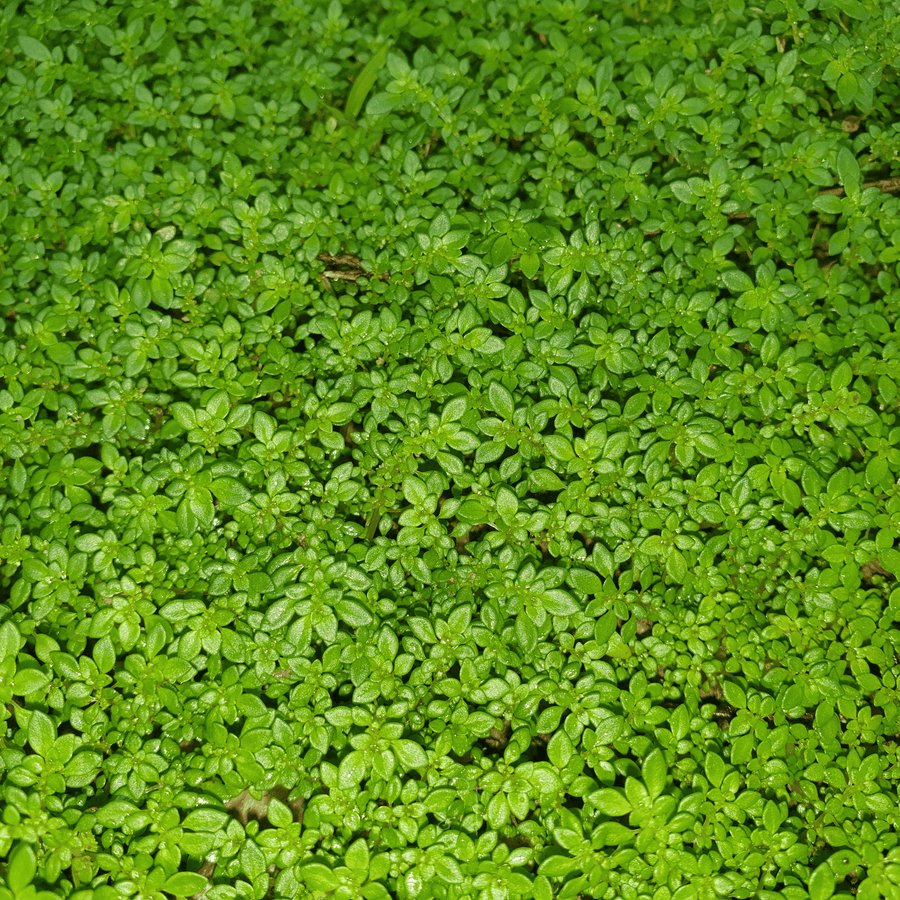 Green Carpet Rupturewort
