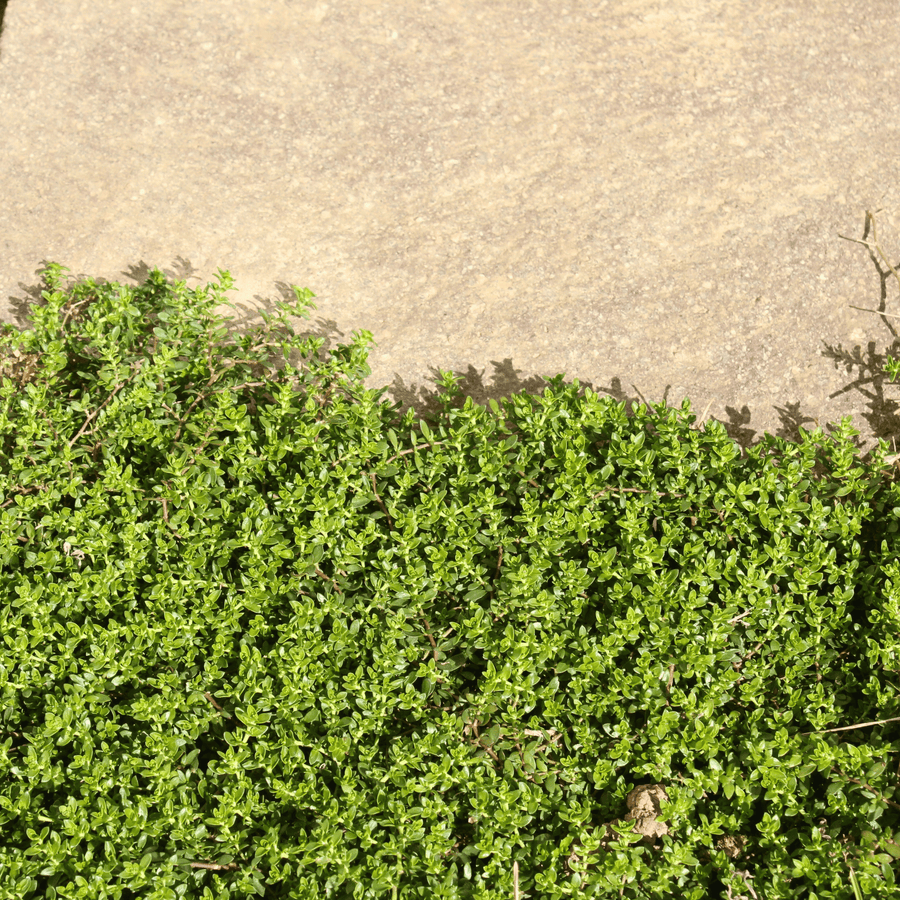 Green Carpet Rupturewort