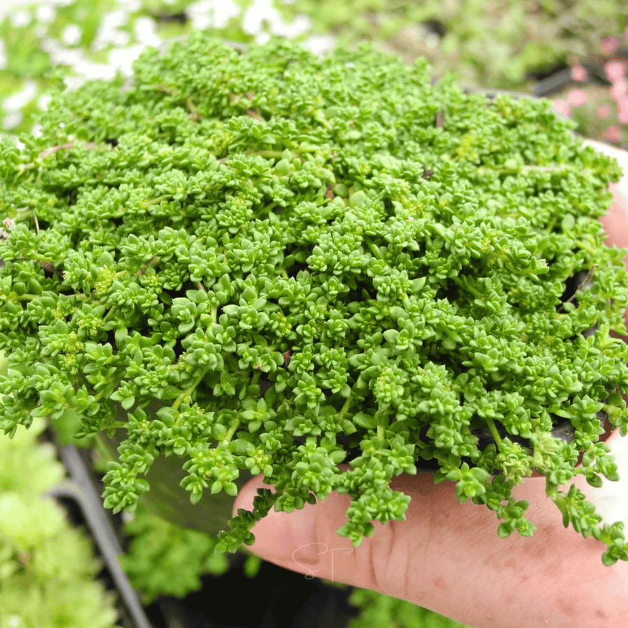 Green Carpet Rupturewort