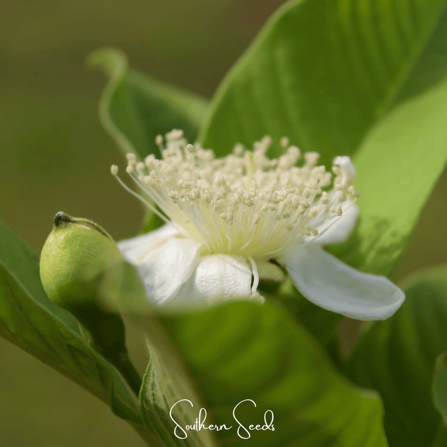 Guava – 25 Seeds