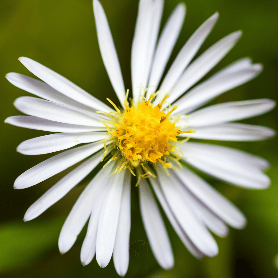 Heath White Aster
