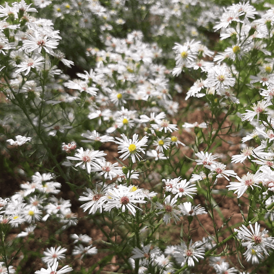Heath White Aster