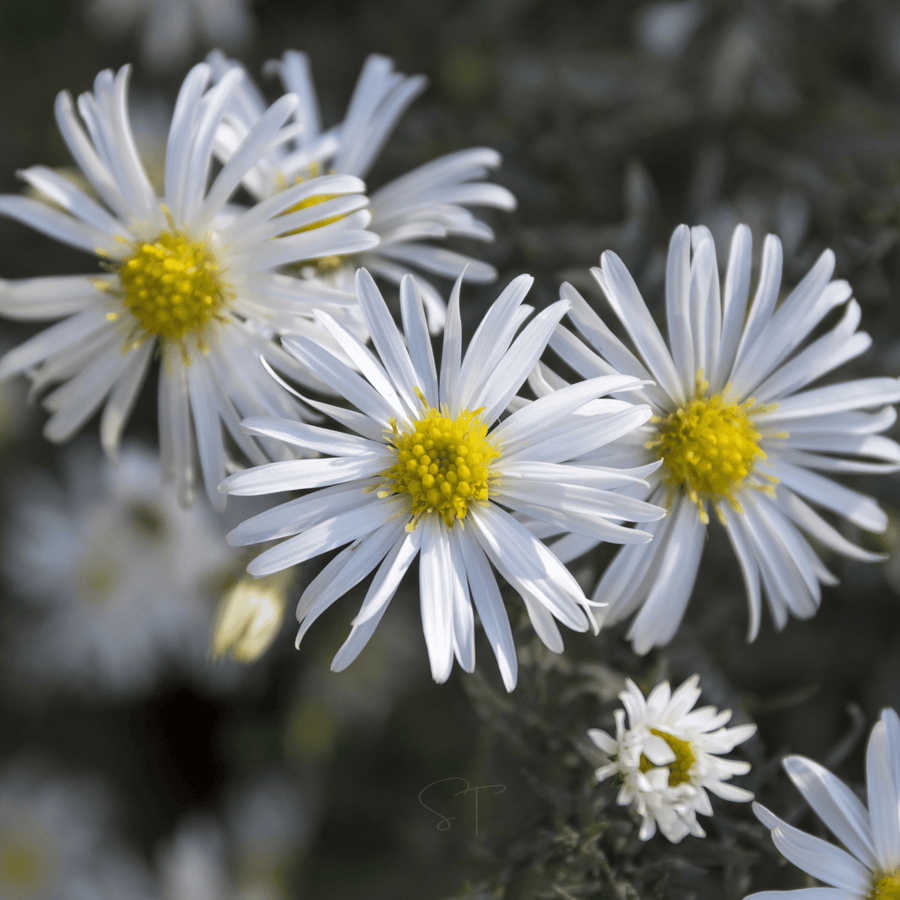 Heath White Aster