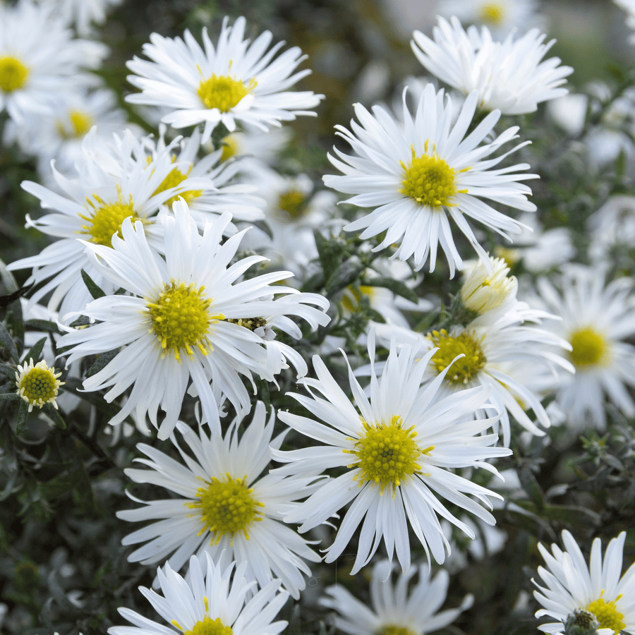 Heath White Aster