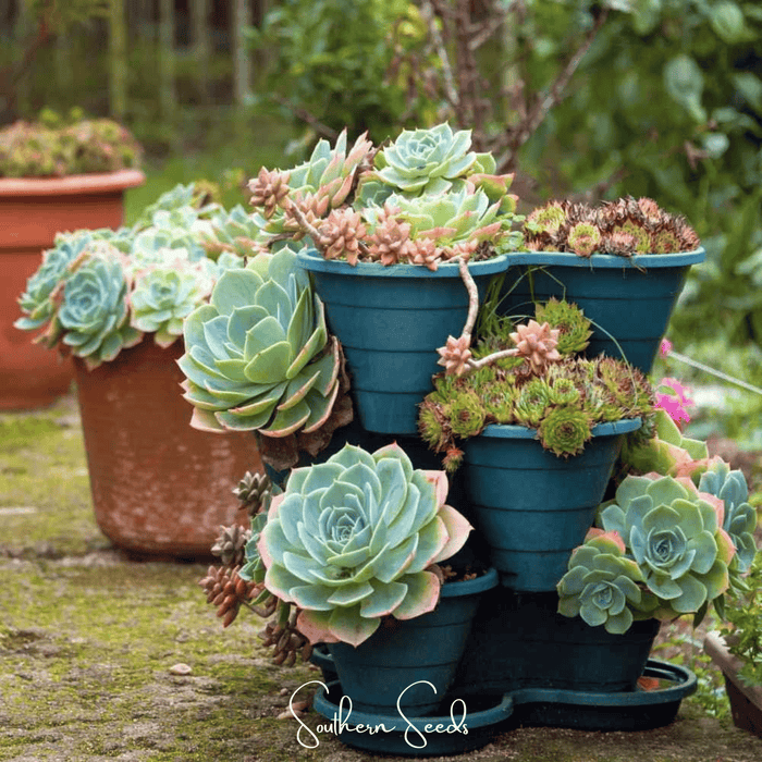 Hens & Chicks Cactus Mix – 30 Seeds