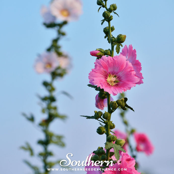 Pink Hollyhock – 25 Seeds