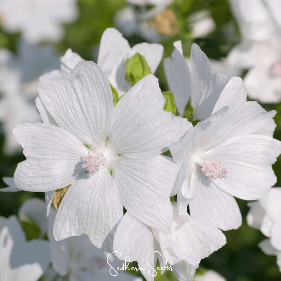White Hollyhock