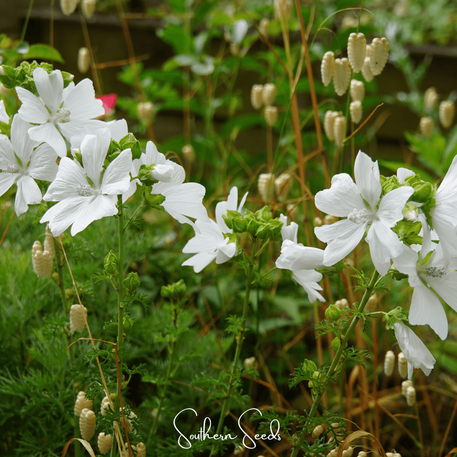 White Hollyhock