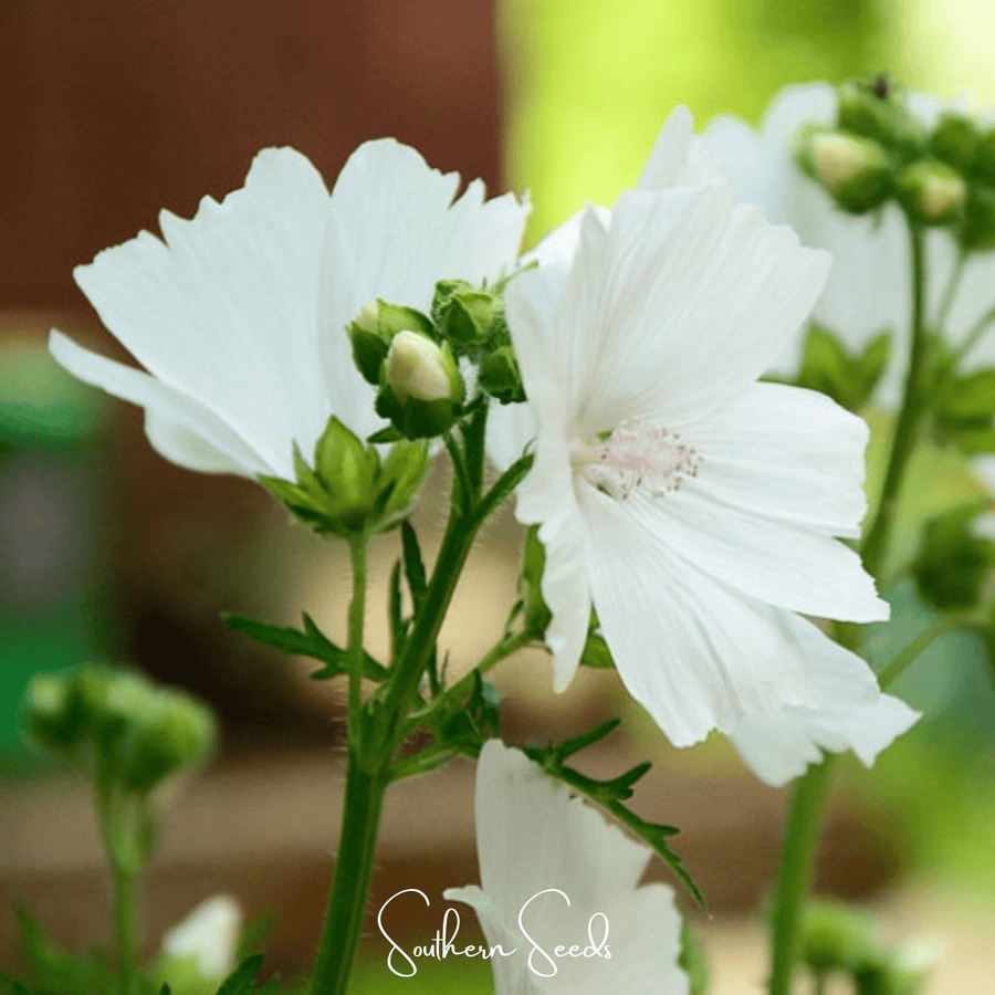White Hollyhock