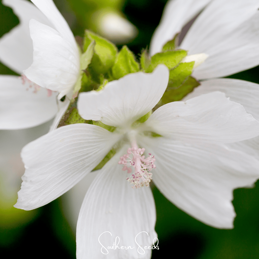 White Hollyhock
