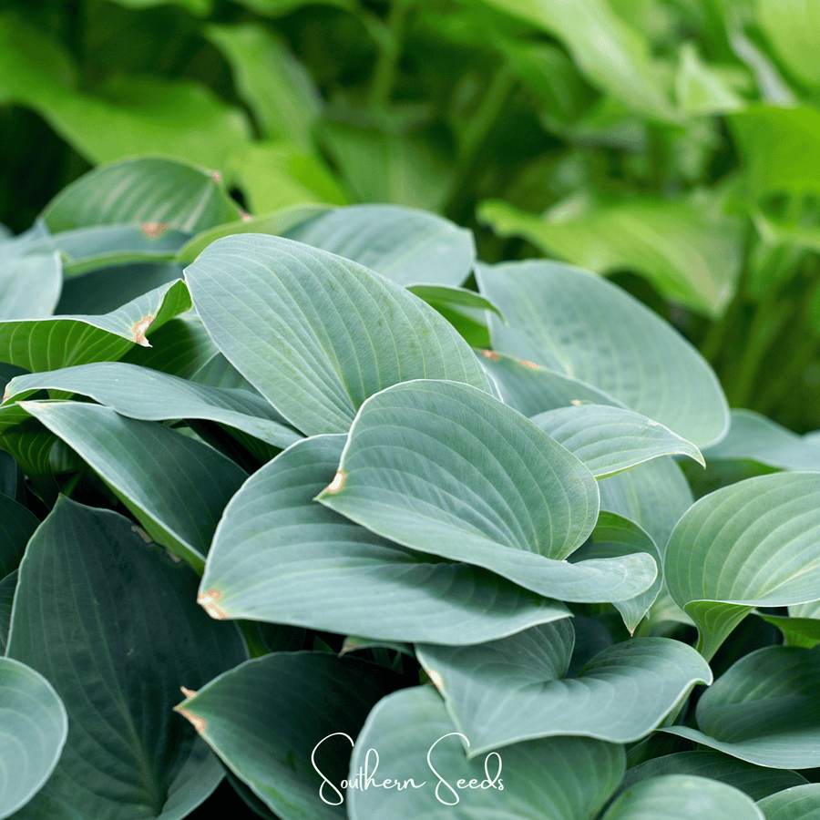 Blue Hosta