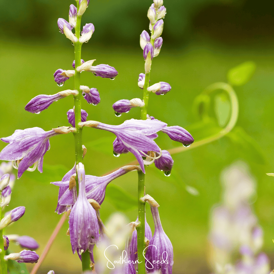 Blue Hosta