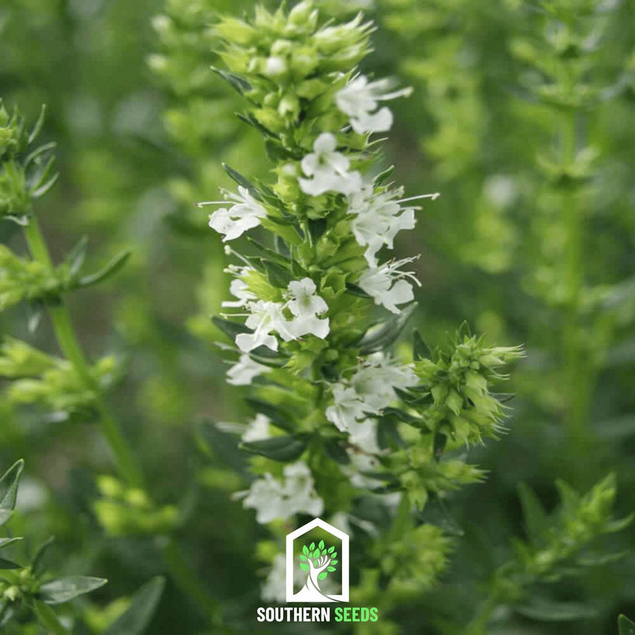 White Hyssop – 50 Seeds