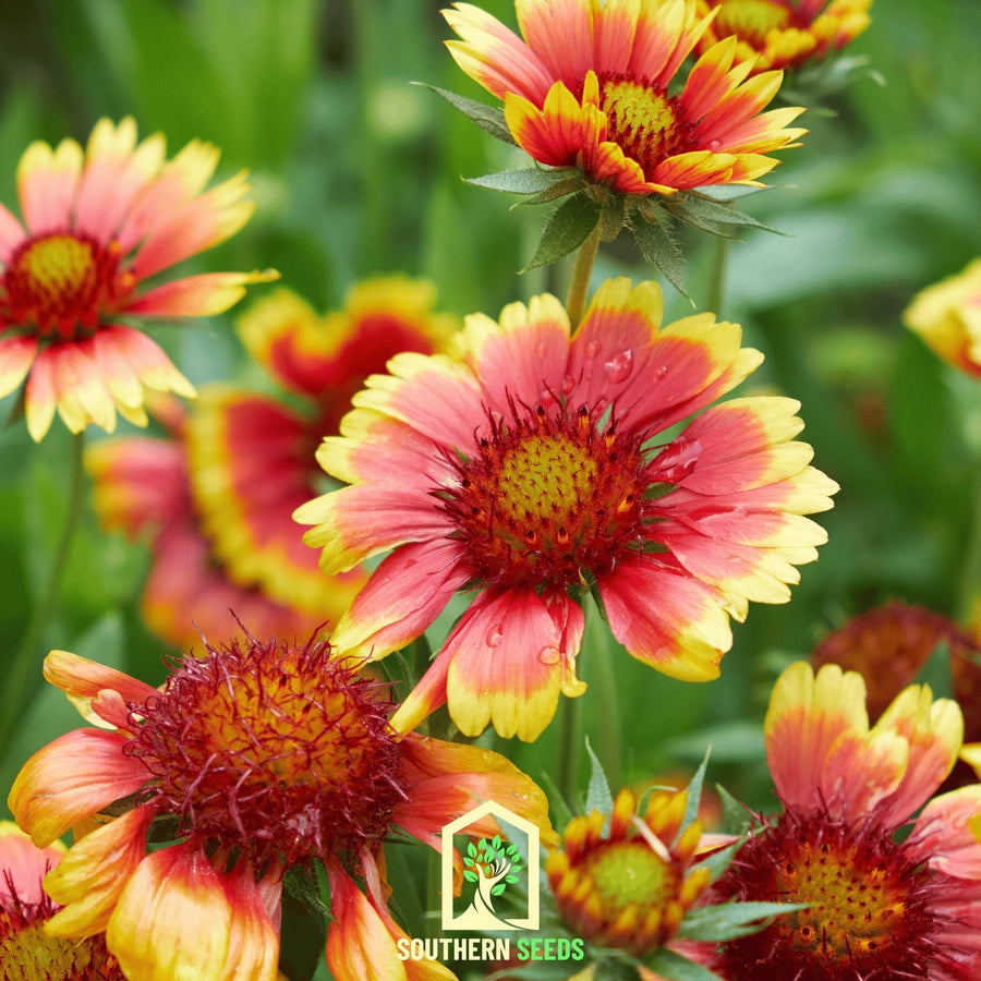 Indian Blanket – Firewheel – 200 Seeds