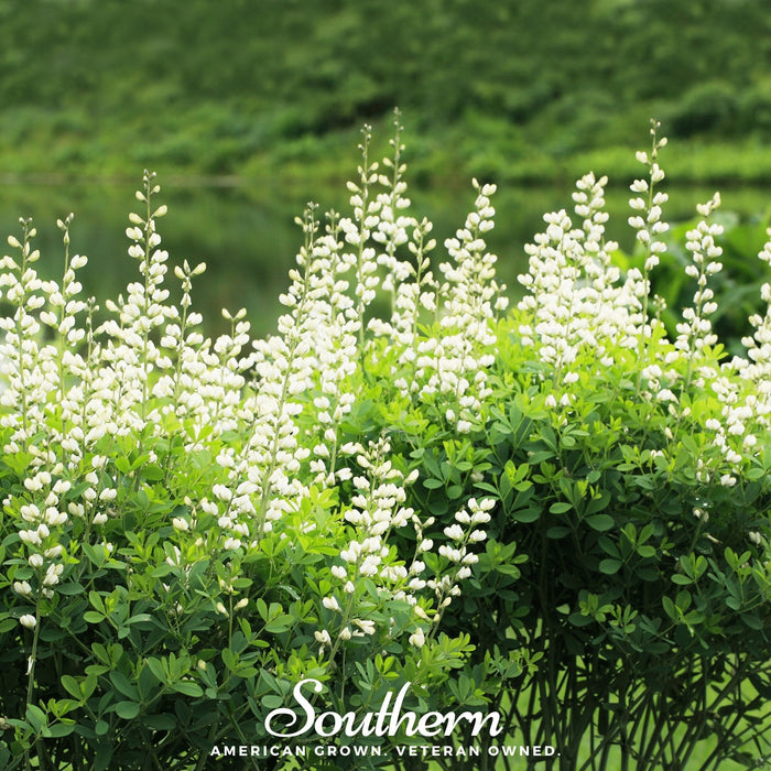 Wild White Indigo