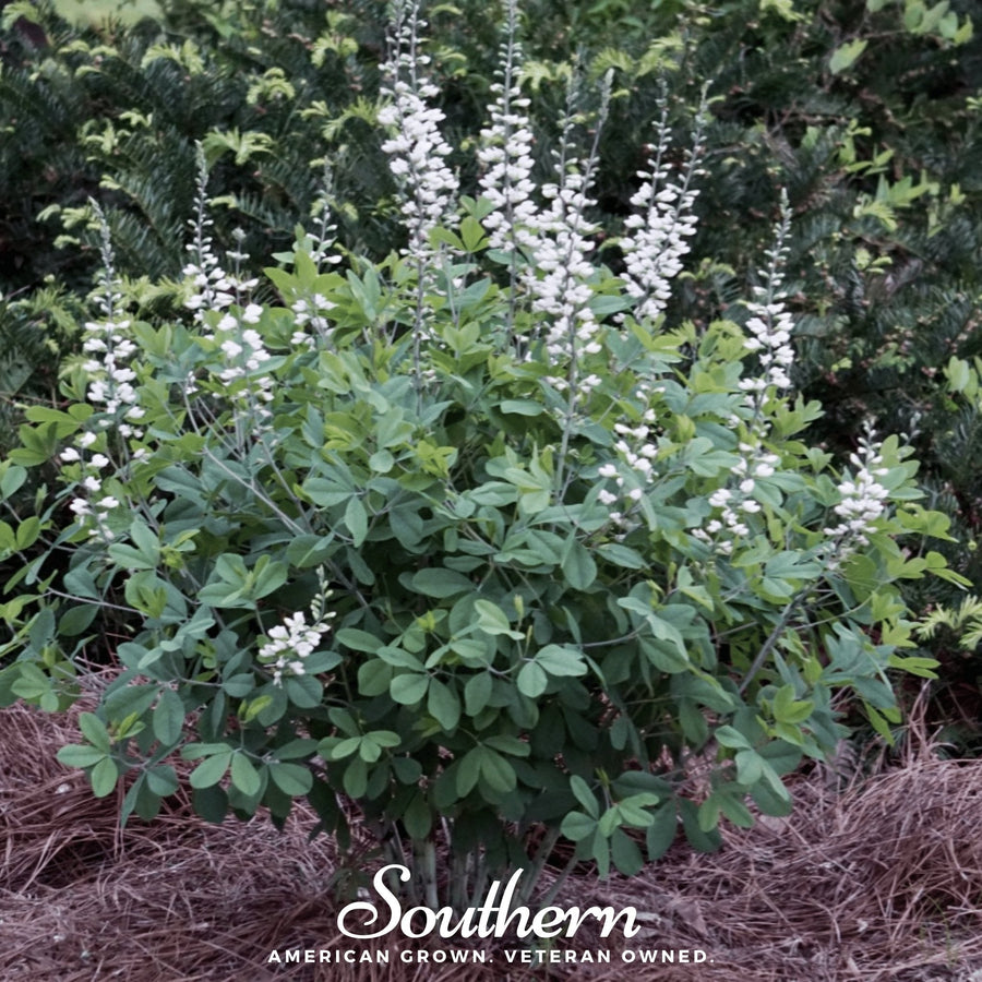 Wild White Indigo