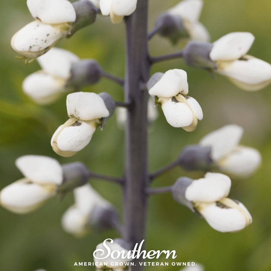 Wild White Indigo