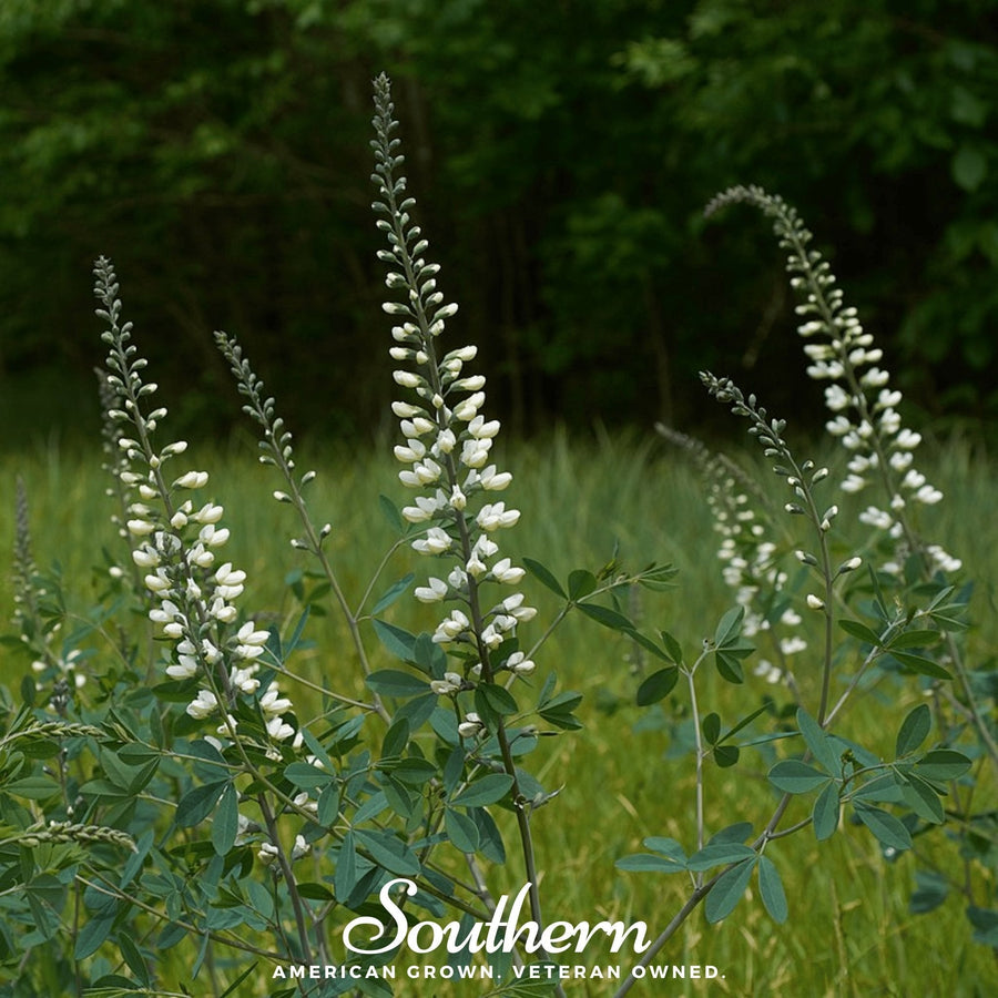 Wild White Indigo