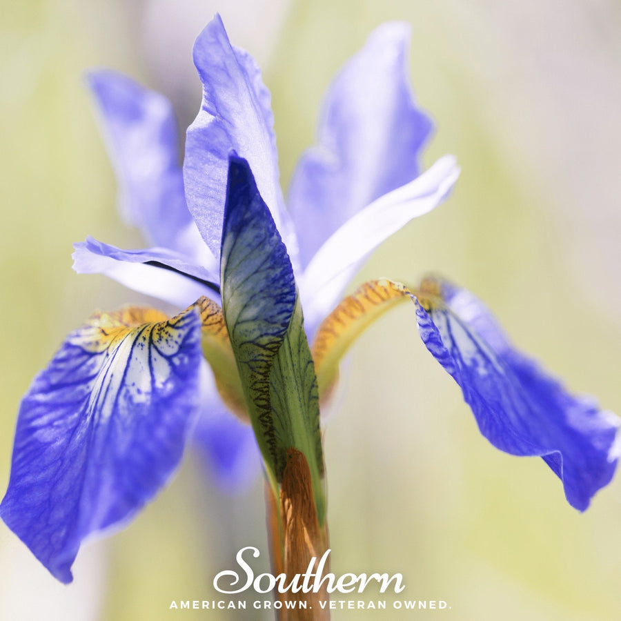 Northern Blue Flag Iris