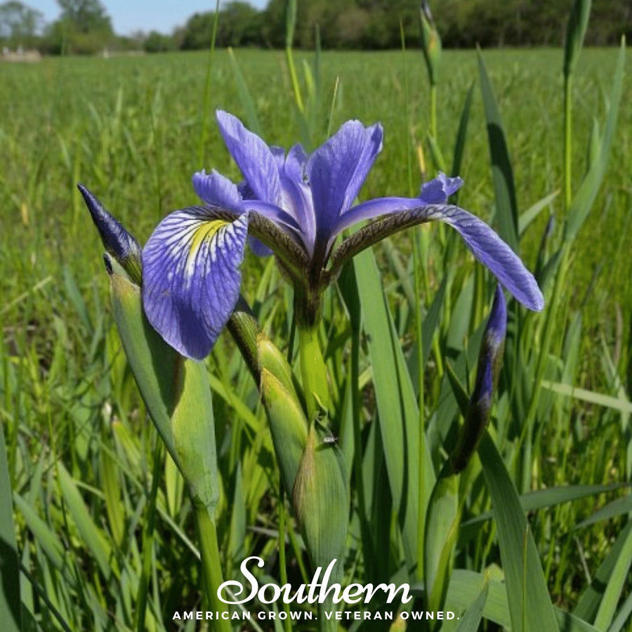 Northern Blue Flag Iris