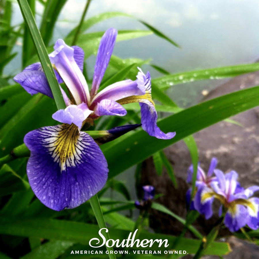 Northern Blue Flag Iris