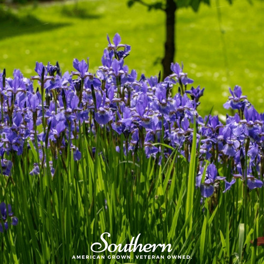 Northern Blue Flag Iris