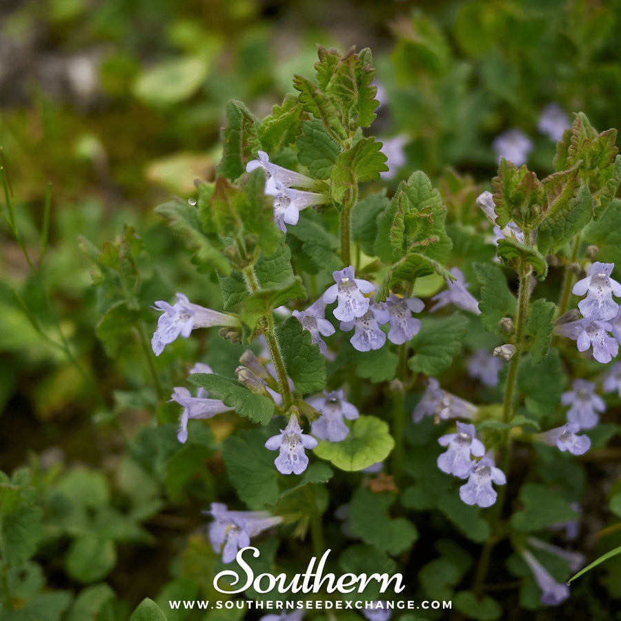 Ground Ivy