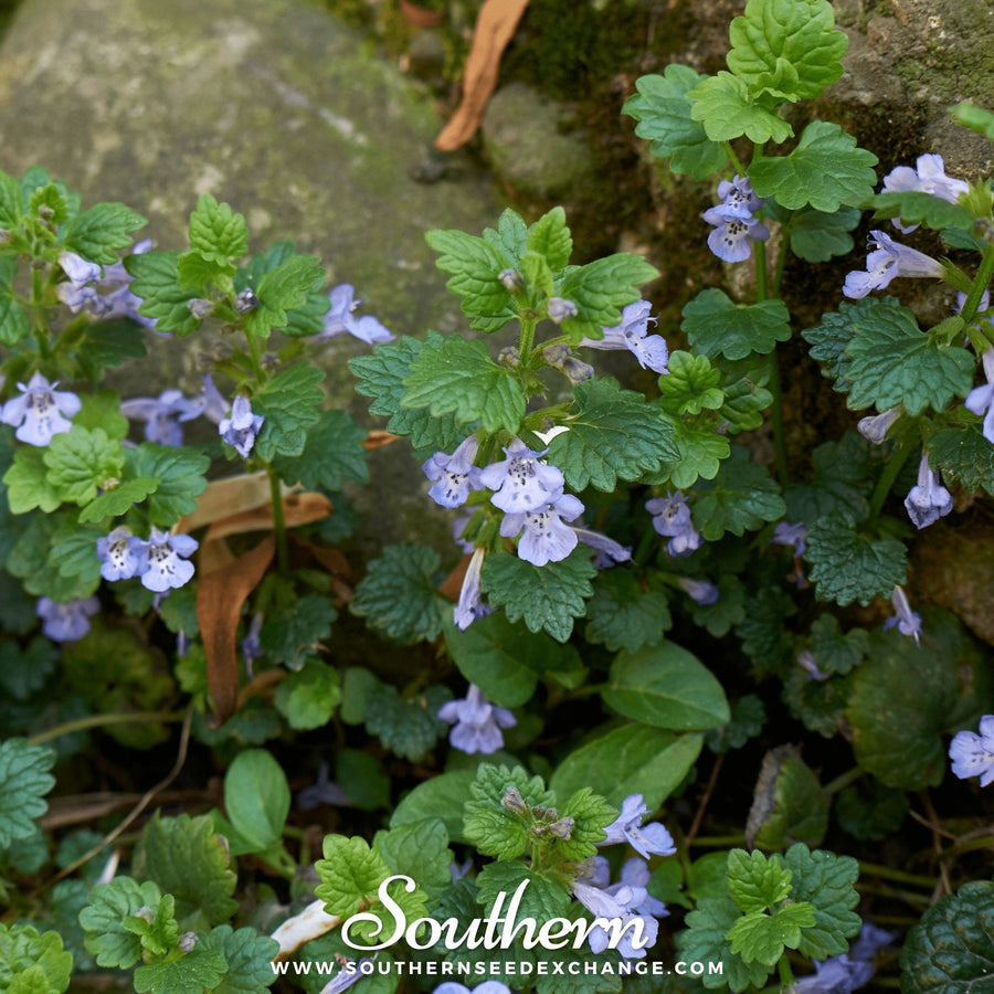 Ground Ivy
