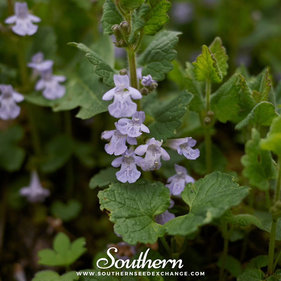 Ground Ivy