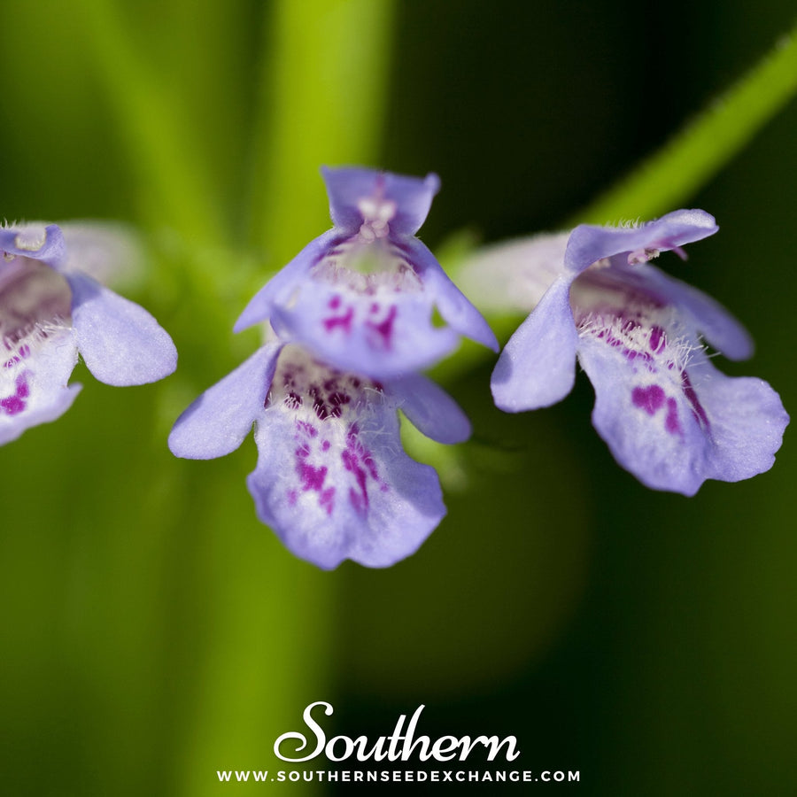 Ground Ivy