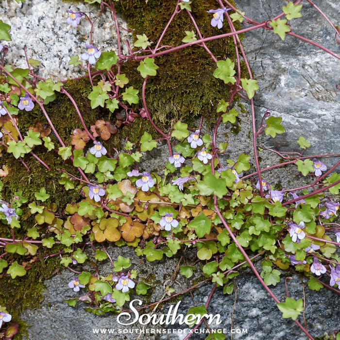 Kenilworth Ivy