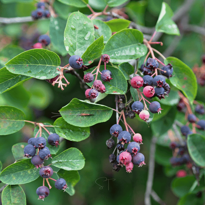 Juneberry — Serviceberry