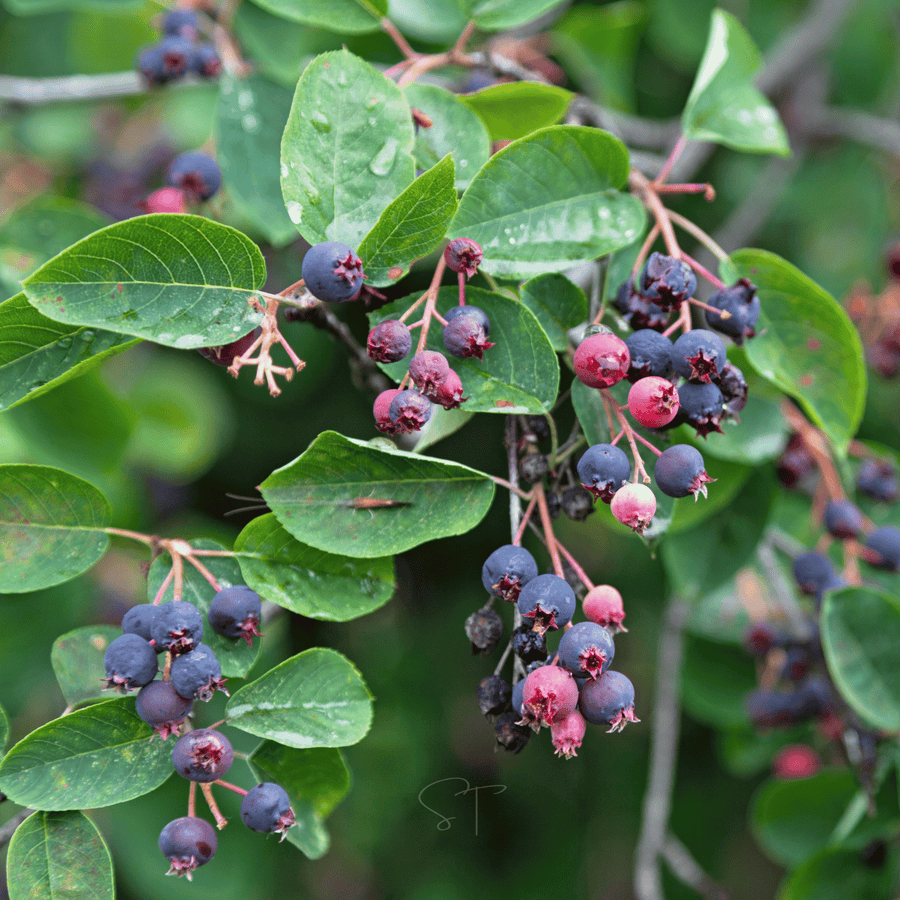 Juneberry — Serviceberry