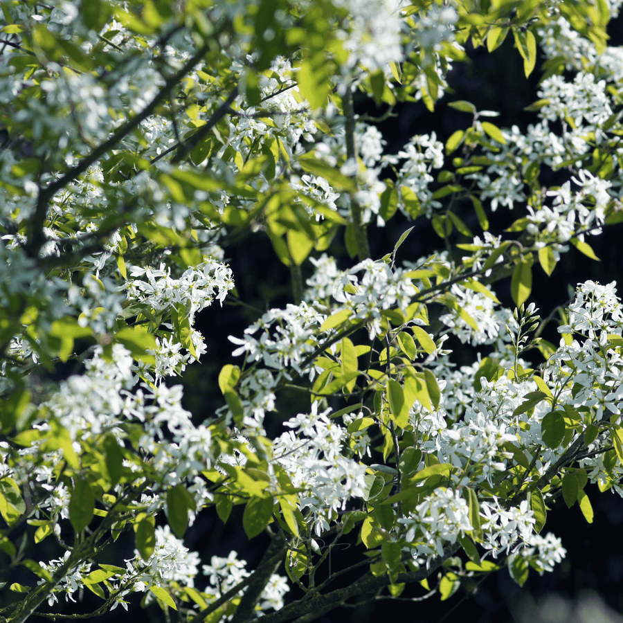 Juneberry — Serviceberry