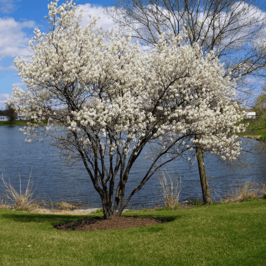 Juneberry — Serviceberry