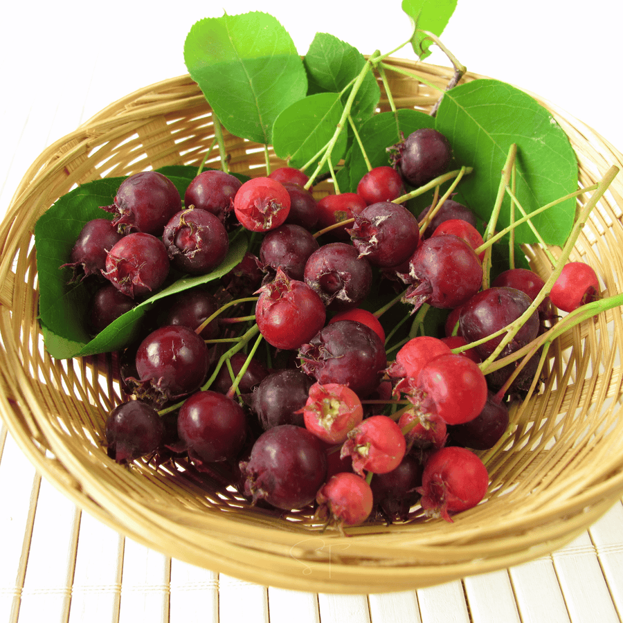 Juneberry — Serviceberry