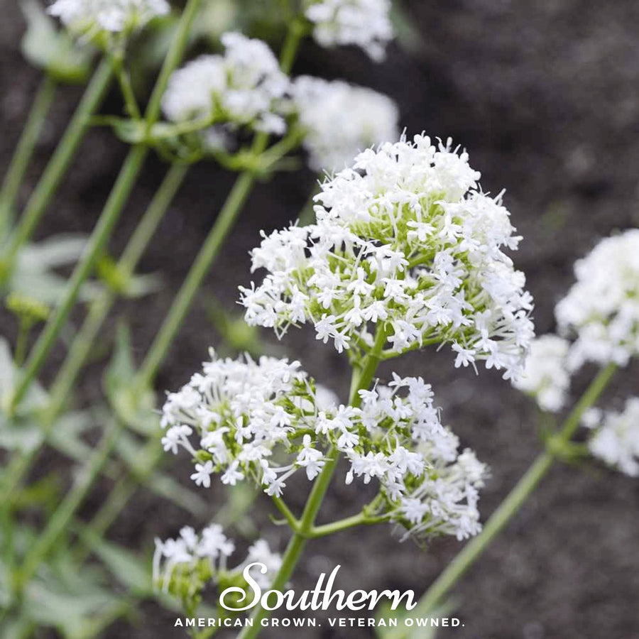 White Valerian Jupiter’s Beard