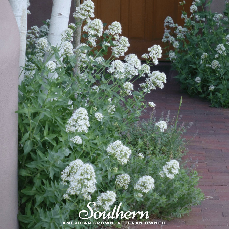 White Valerian Jupiter’s Beard
